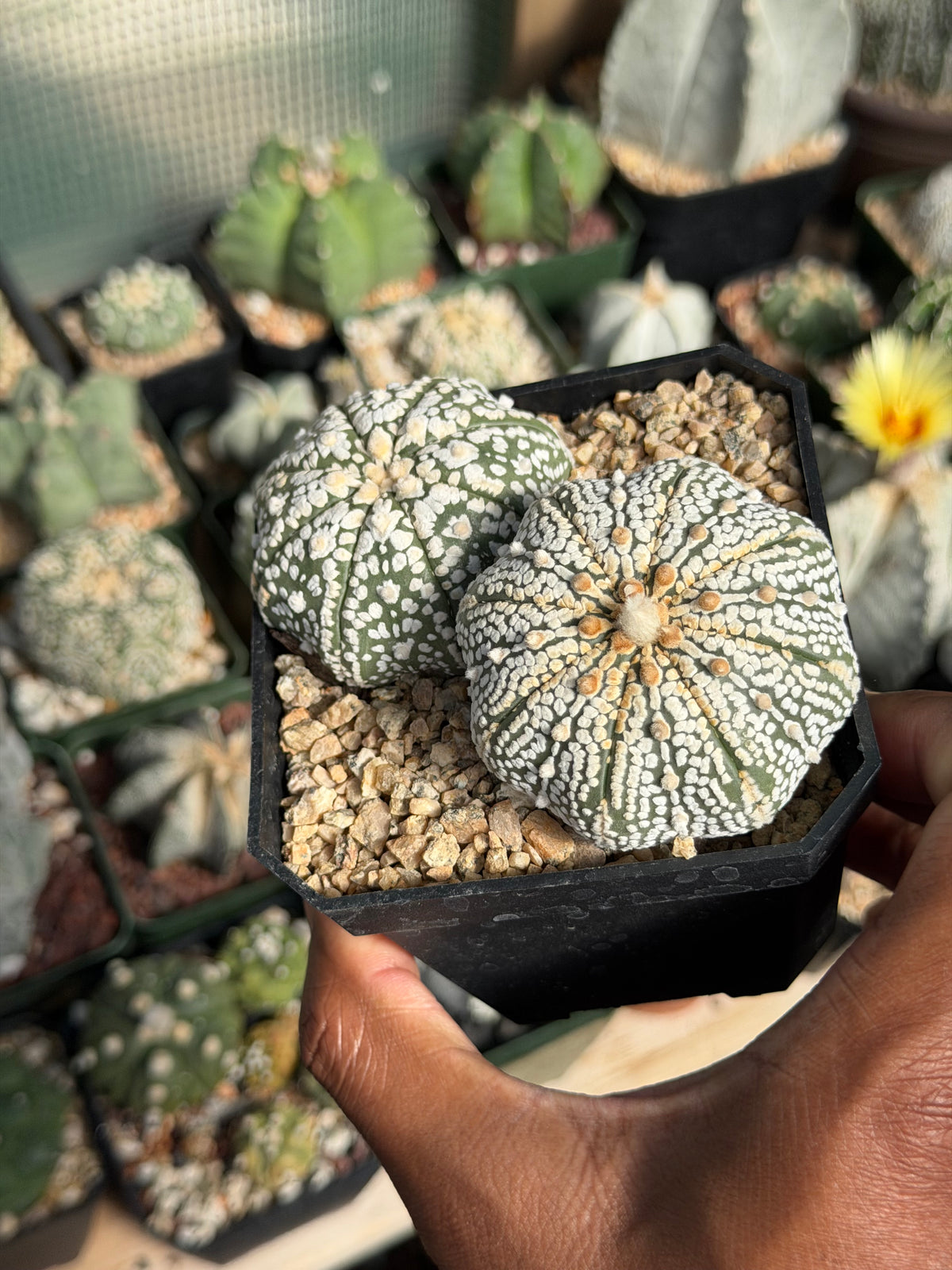 Astrophytum asterias Superkabuto Bundle