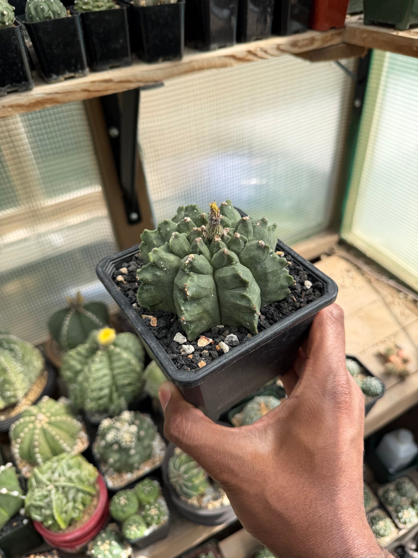 Astrophytum myriostigma Kikko Multicoastatum
