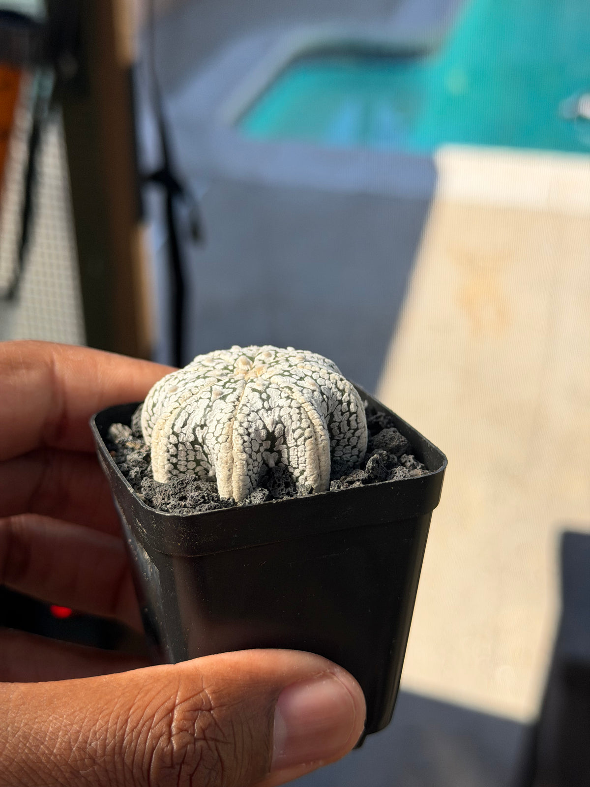 Astrophytum asterias Star Shape ‘Squid Legs’