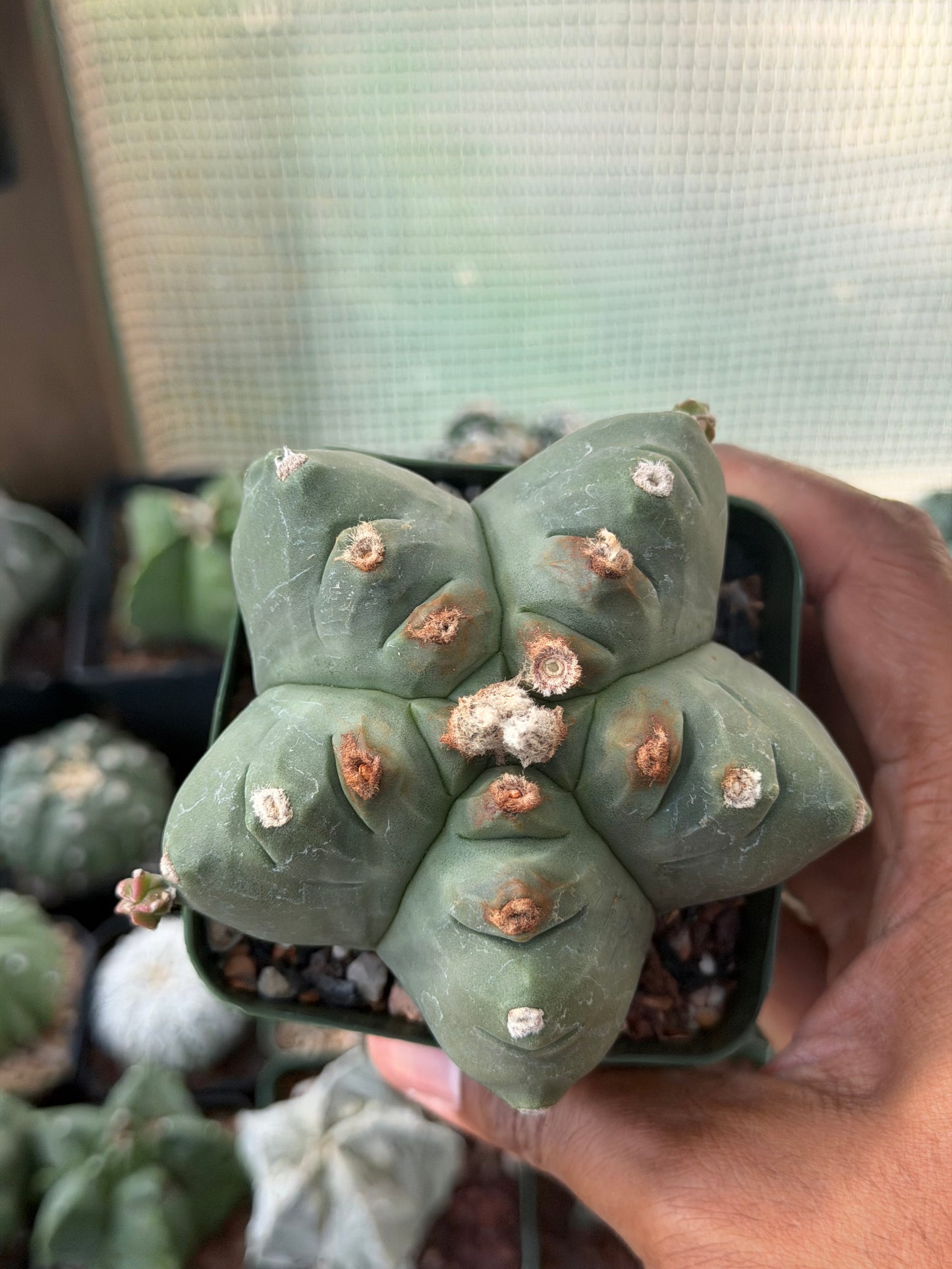 Astrophytum myriostigma Kikko