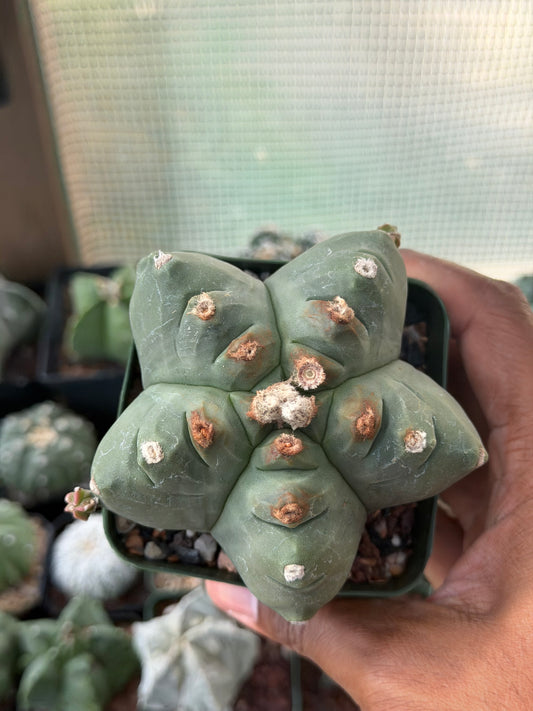 Astrophytum myriostigma Kikko