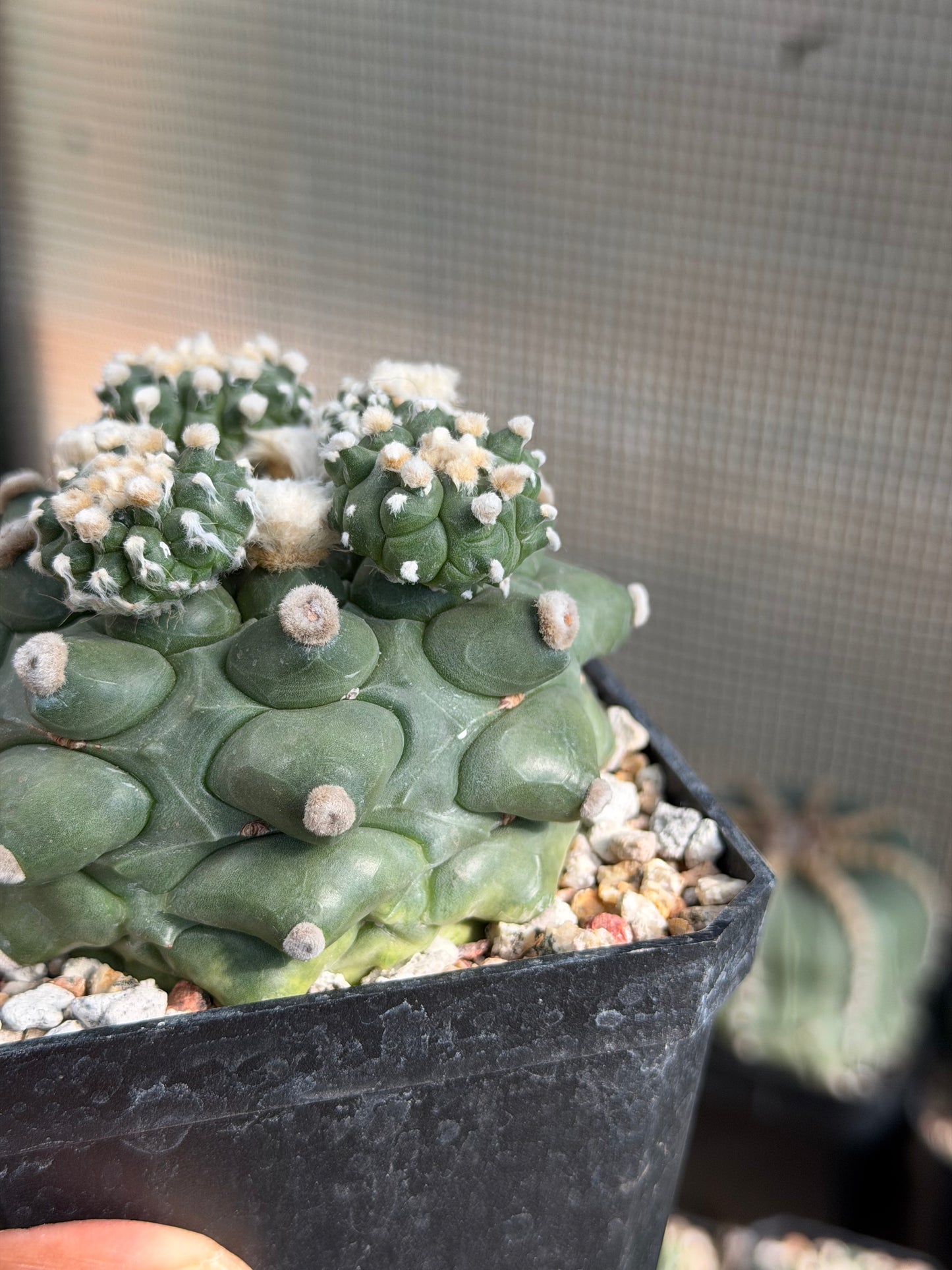 Astrophytum asterias Kikko Durian