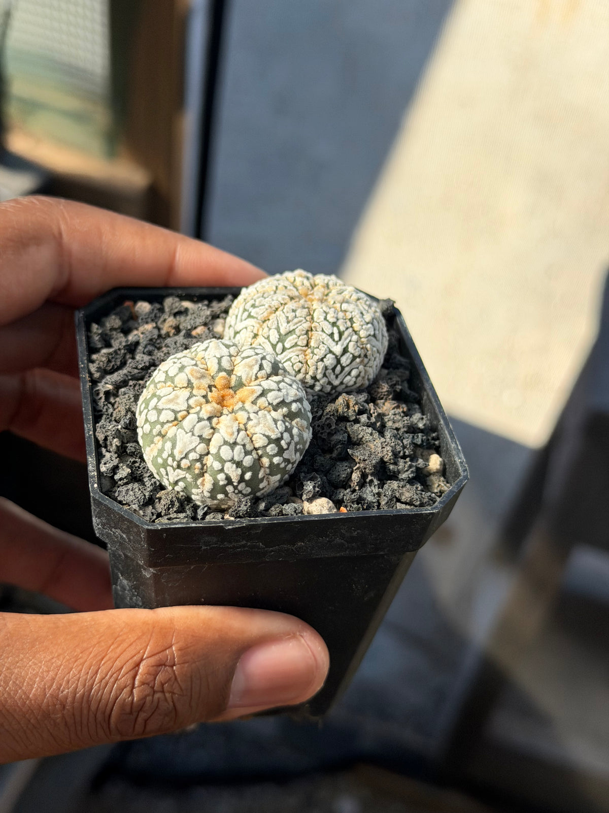 Astrophytum asterias Superkabuto Bundle
