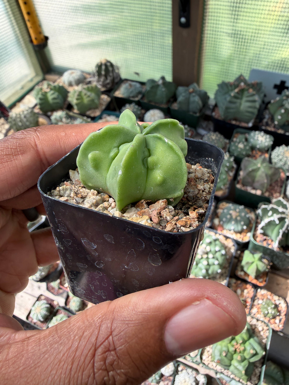 Astrophytum myriostigma Fukuryu