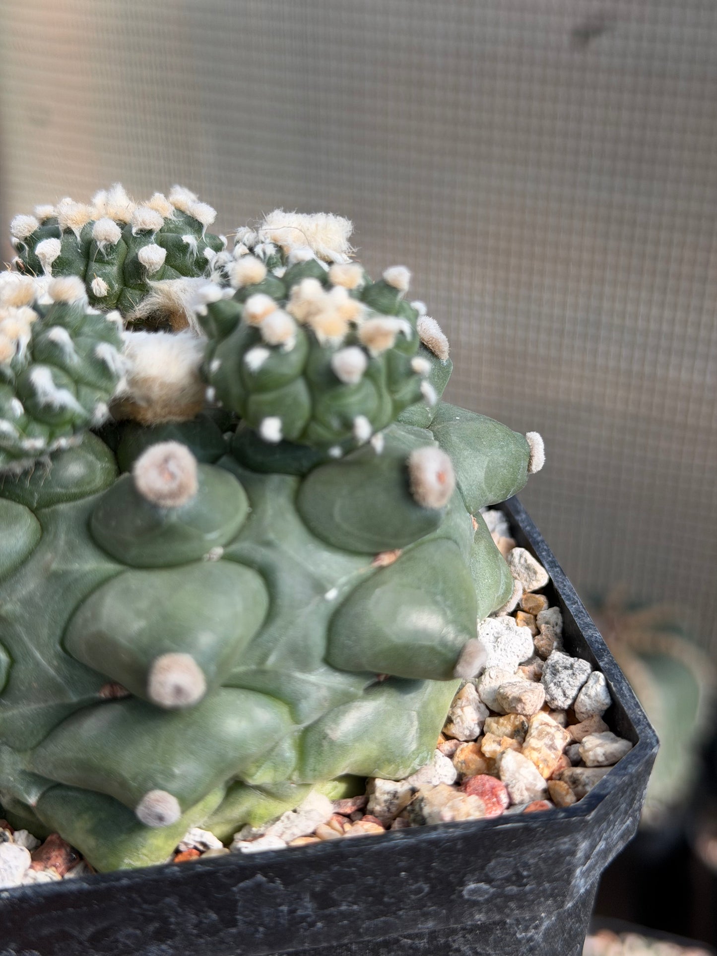 Astrophytum asterias Kikko Durian
