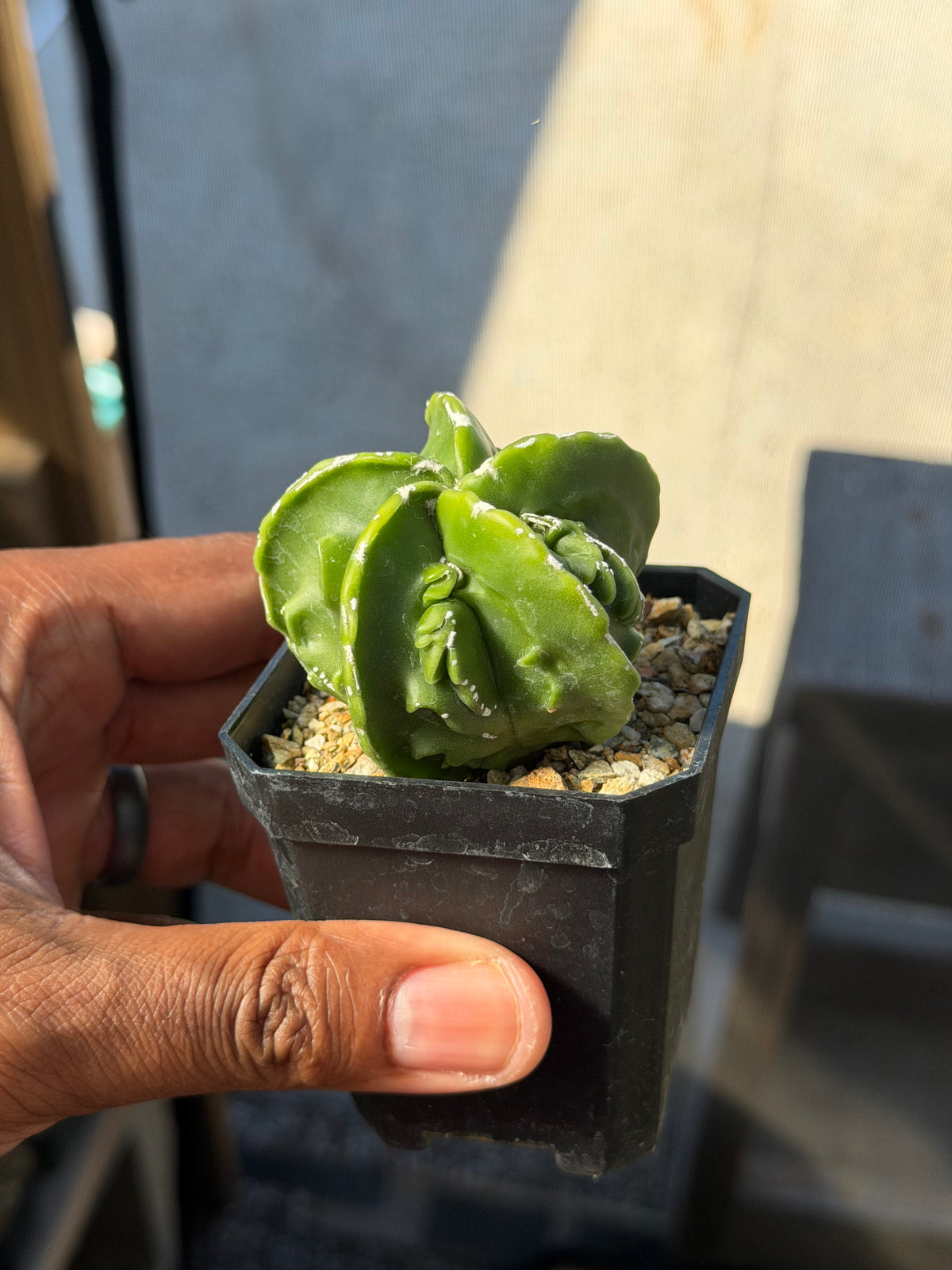 Astrophytum myriostigma Fukuryu