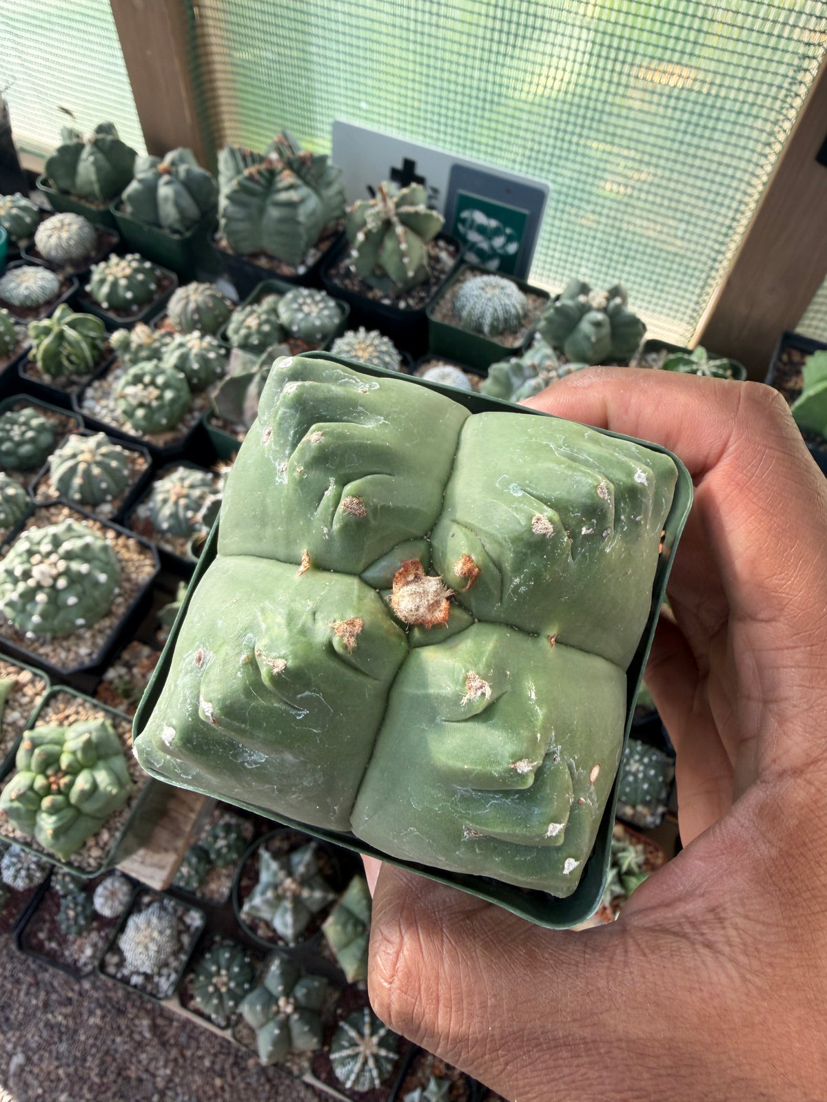 Astrophytum myriostigma Kikko quadricostatum