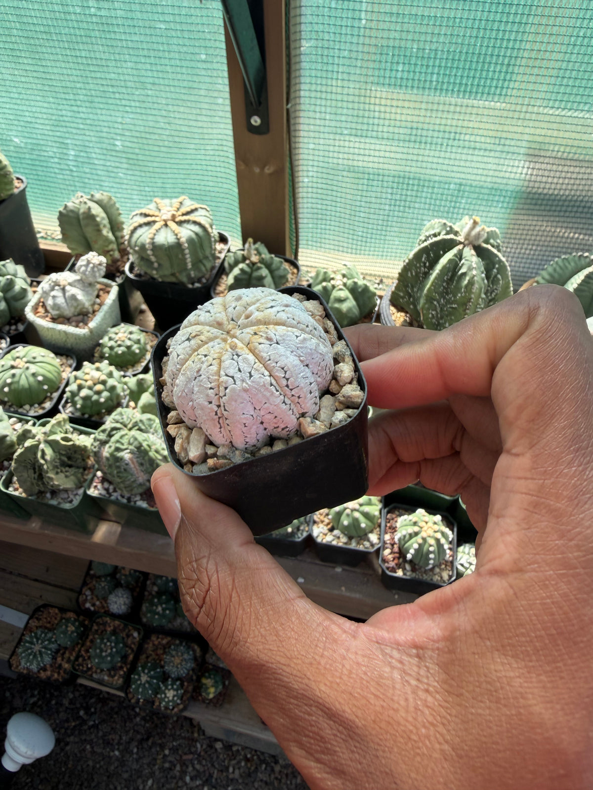 Astrophytum asterias Superkabuto Snow