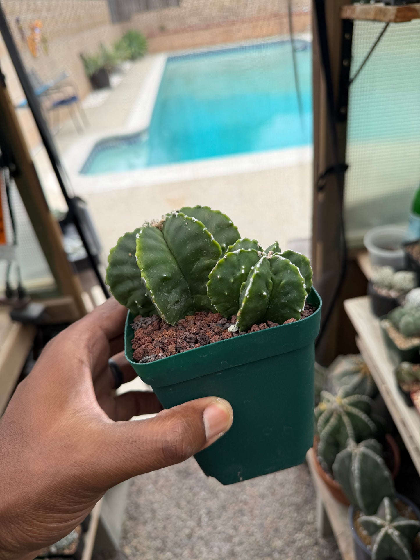 Astrophytum myriostigma Fukuryu 2 Headed