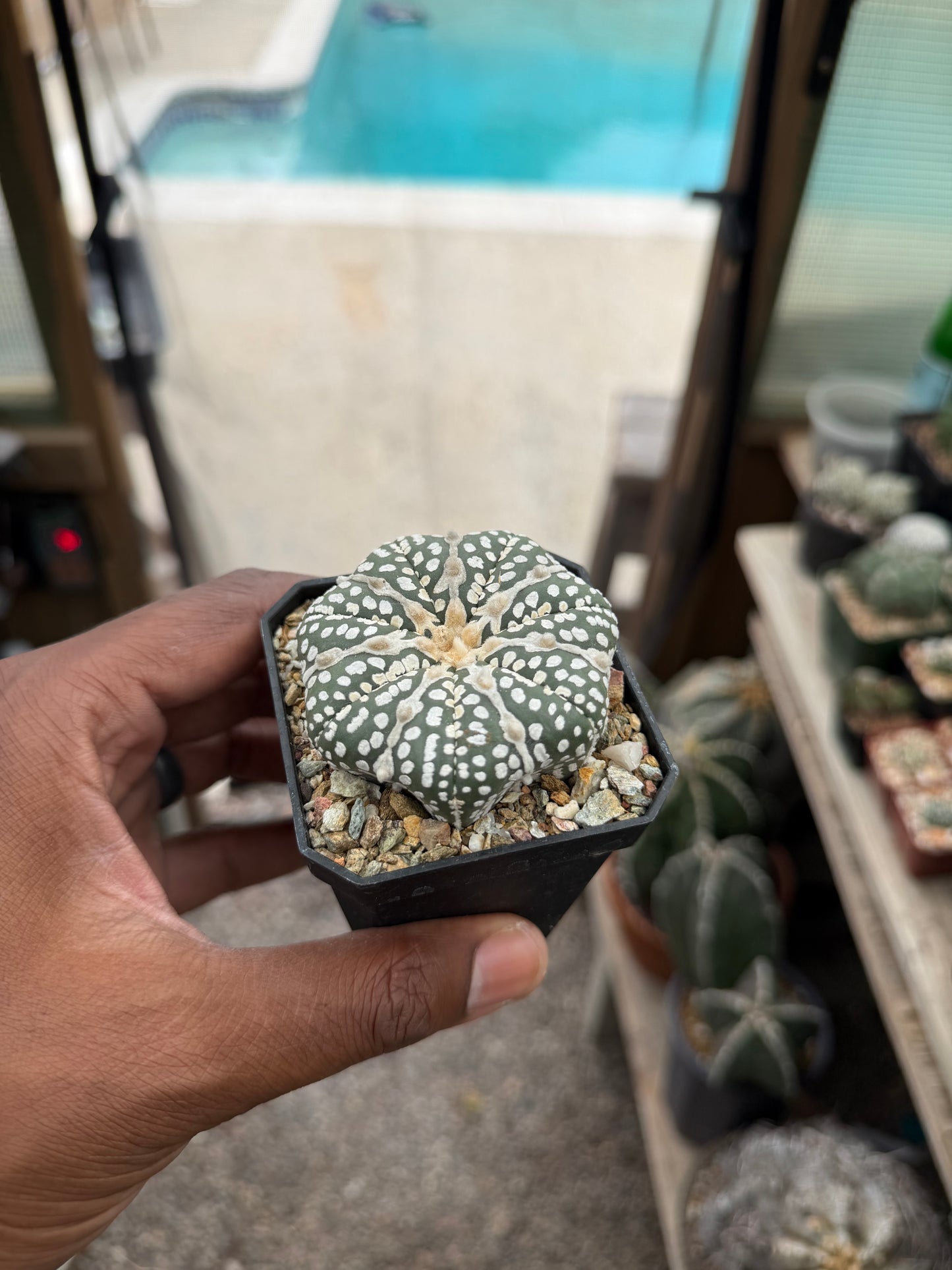 Astrophytum asterias Superkabuto Star Shape