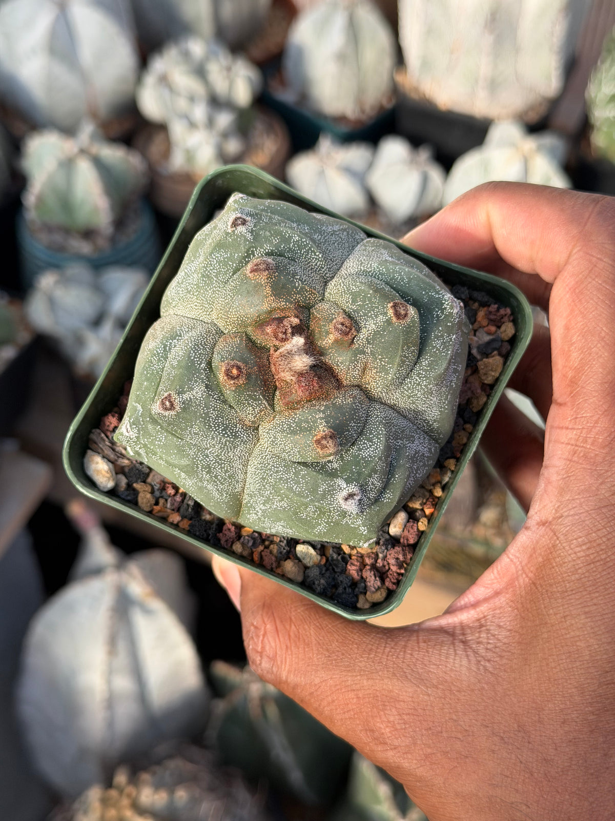 Astrophytum myriostigma Kikko quadricostatum