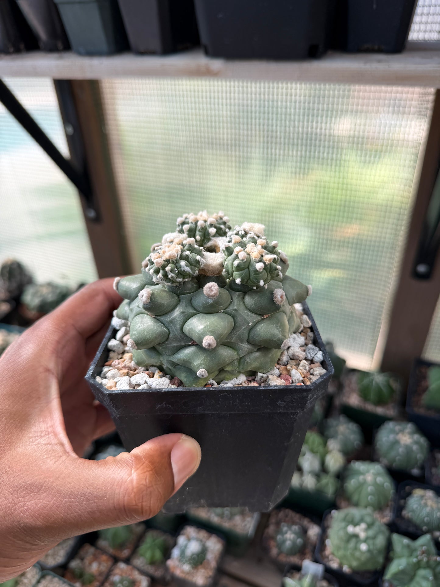 Astrophytum asterias Kikko Durian