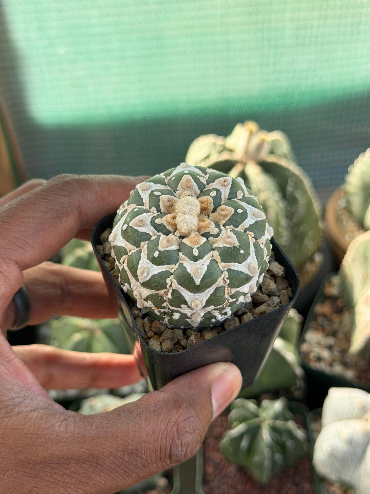 Astrophytum asterias Superkabuto V-Type