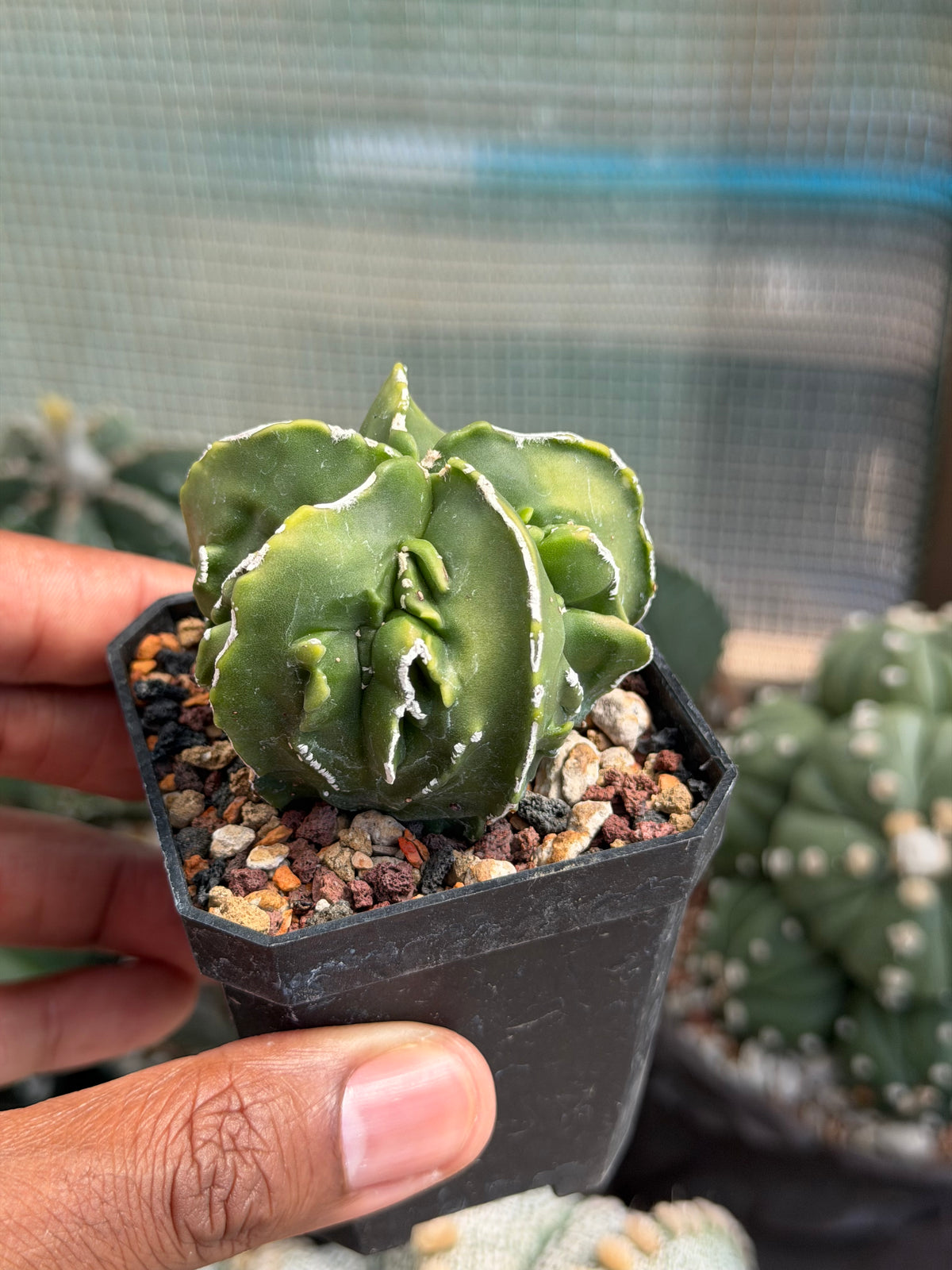 Astrophytum myriostigma Fukuryu Hakujo