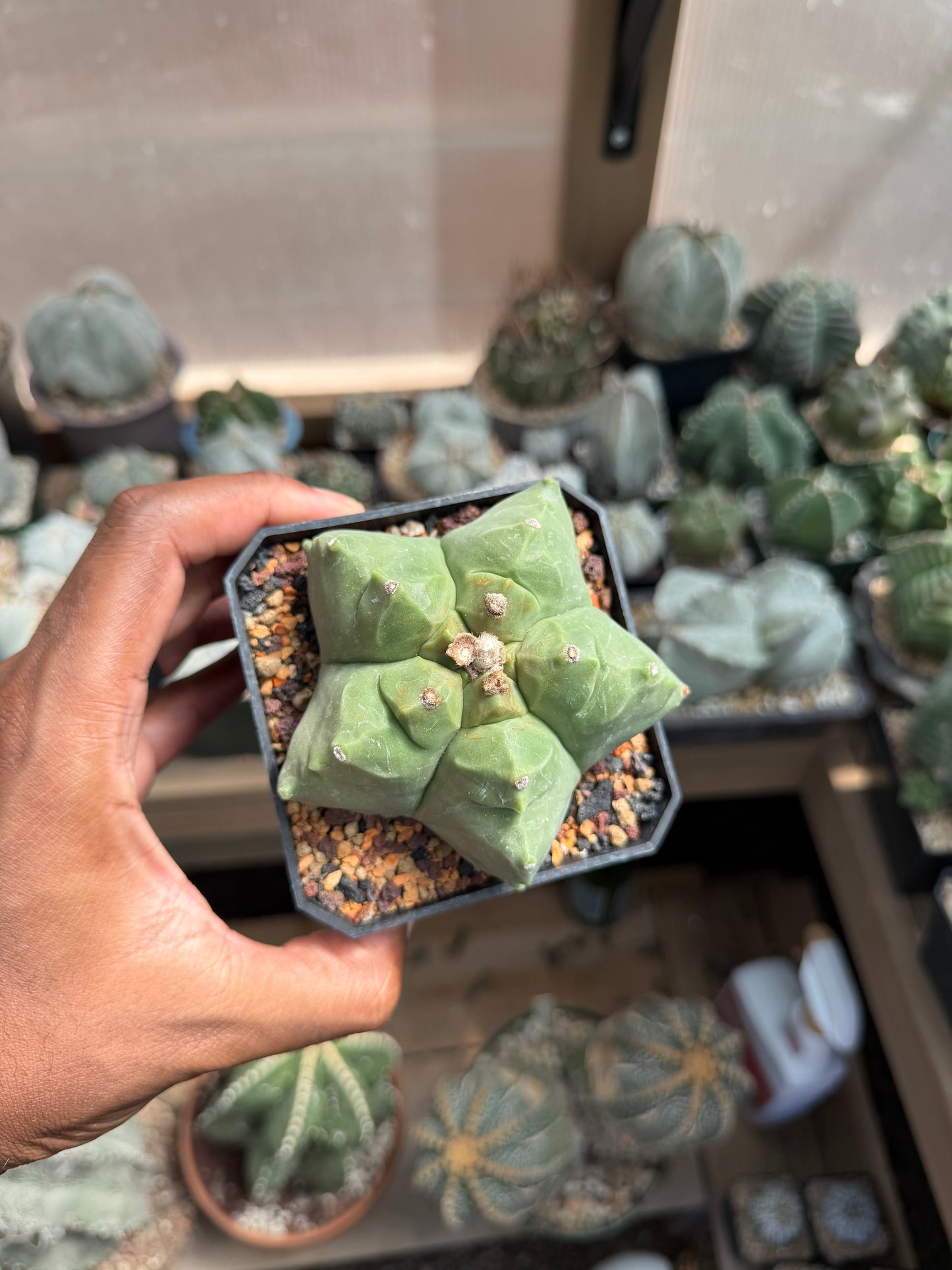 Astrophytum myriostigma Kikko