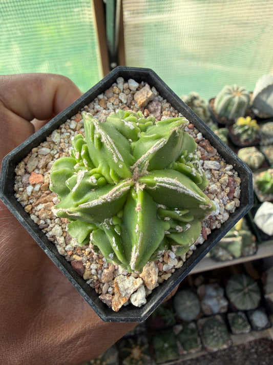 Astrophytum myriostigma Fukuryu Hakujo