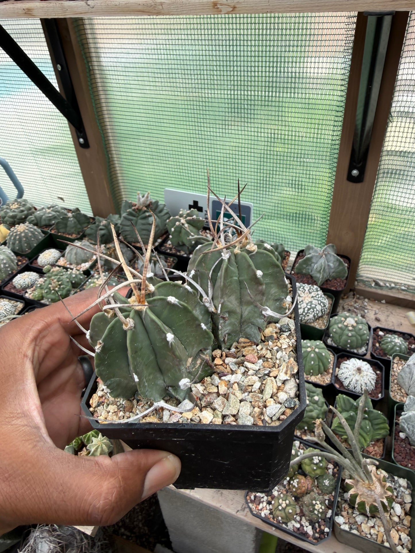Astrophytum capricorne crassispinum 2 Headed