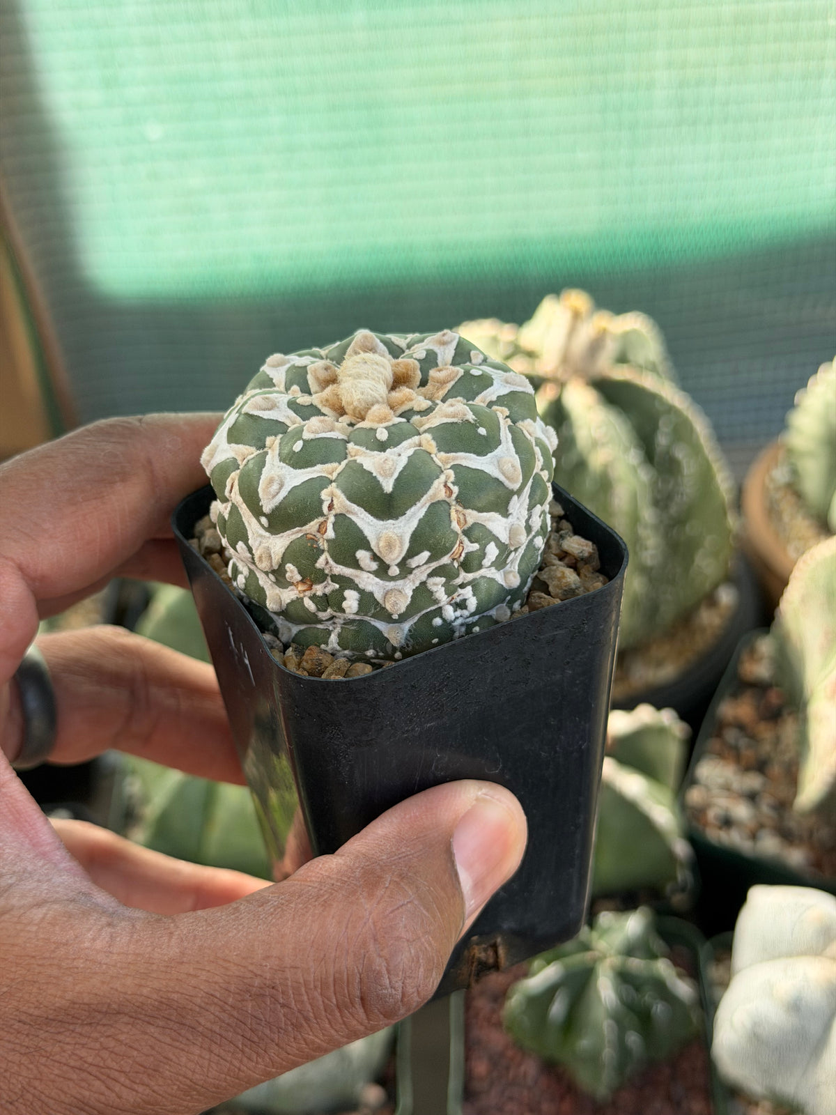 Astrophytum asterias Superkabuto V-Type