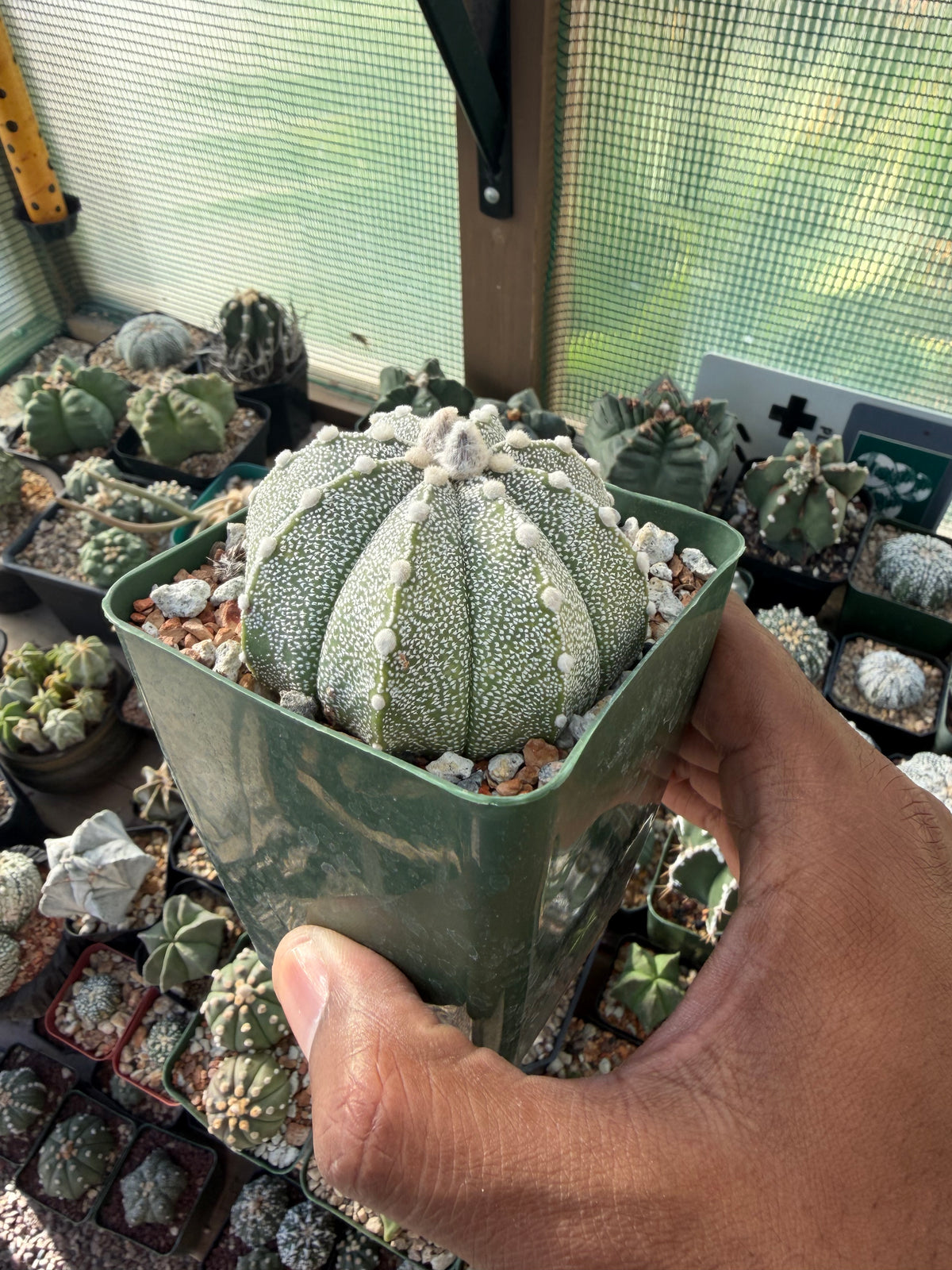 Astrophytum asterias x coahuilense