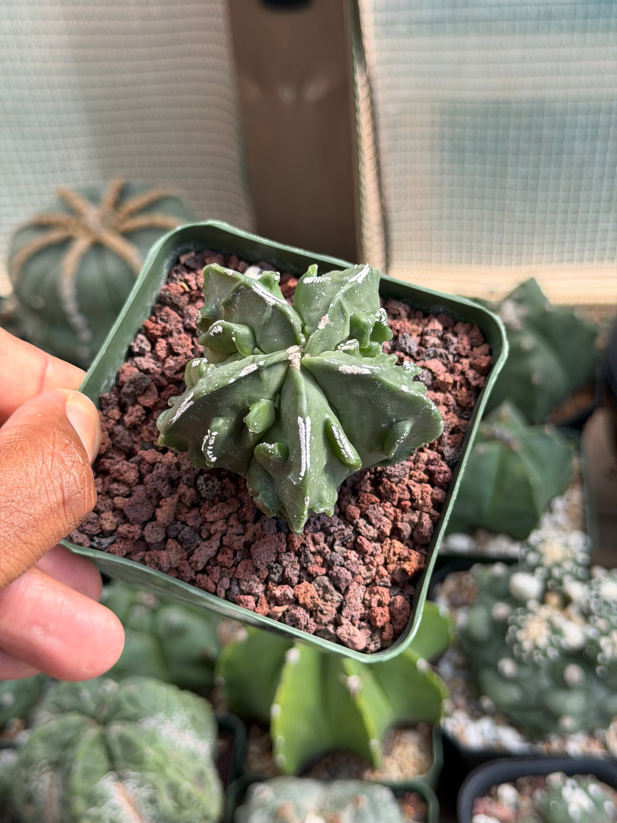 Astrophytum myriostigma Fukuryu
