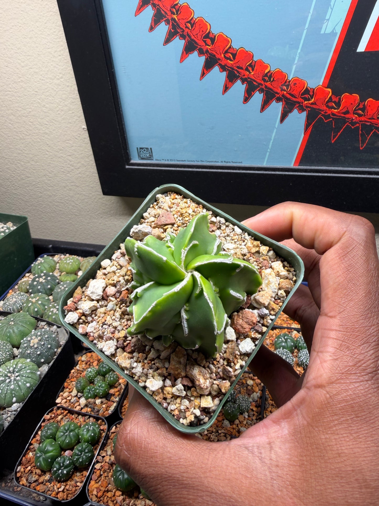Astrophytum myriostigma Fukuryu Hakujo
