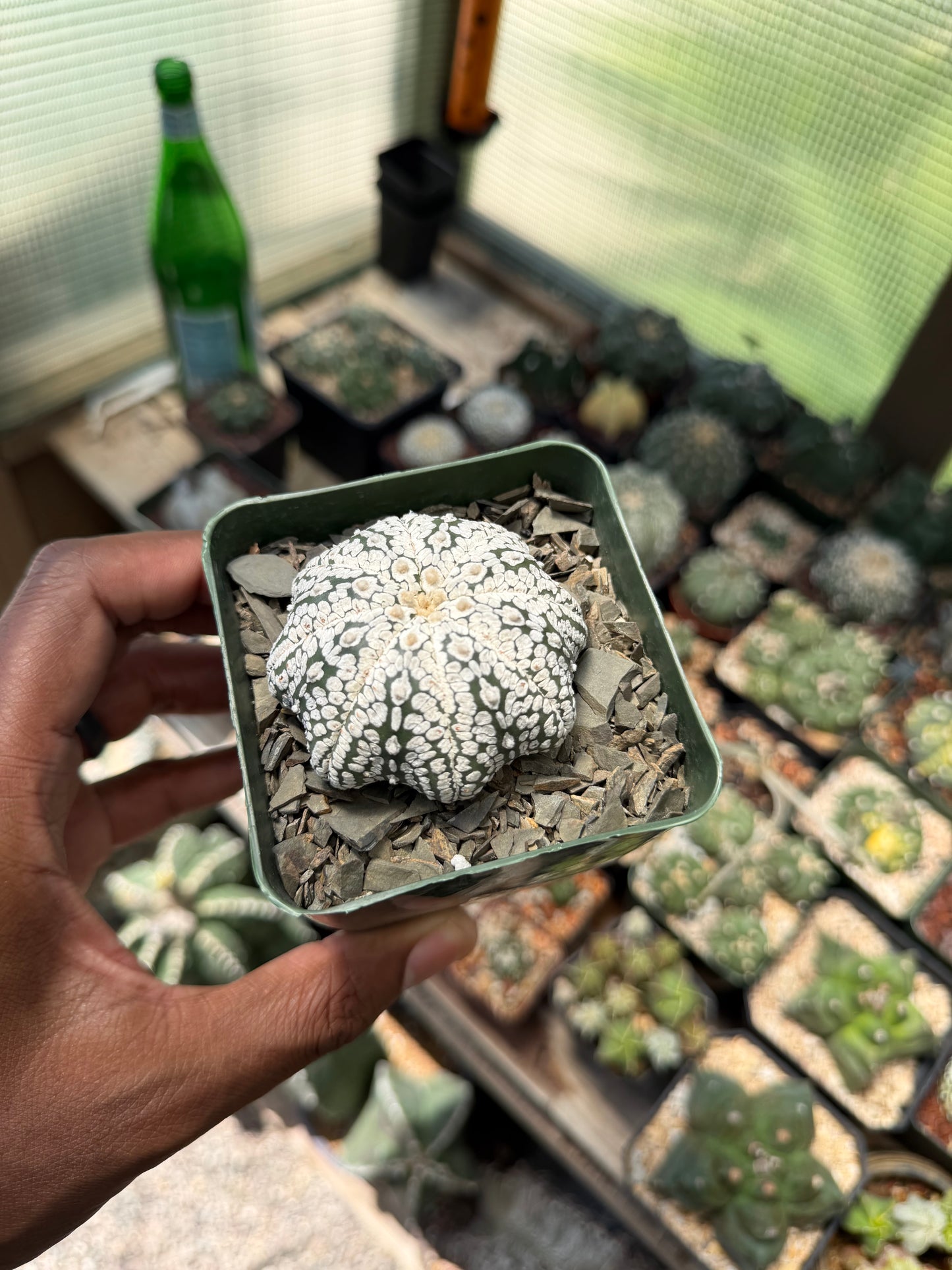 Astrophytum asterias Superkabuto Star Shape