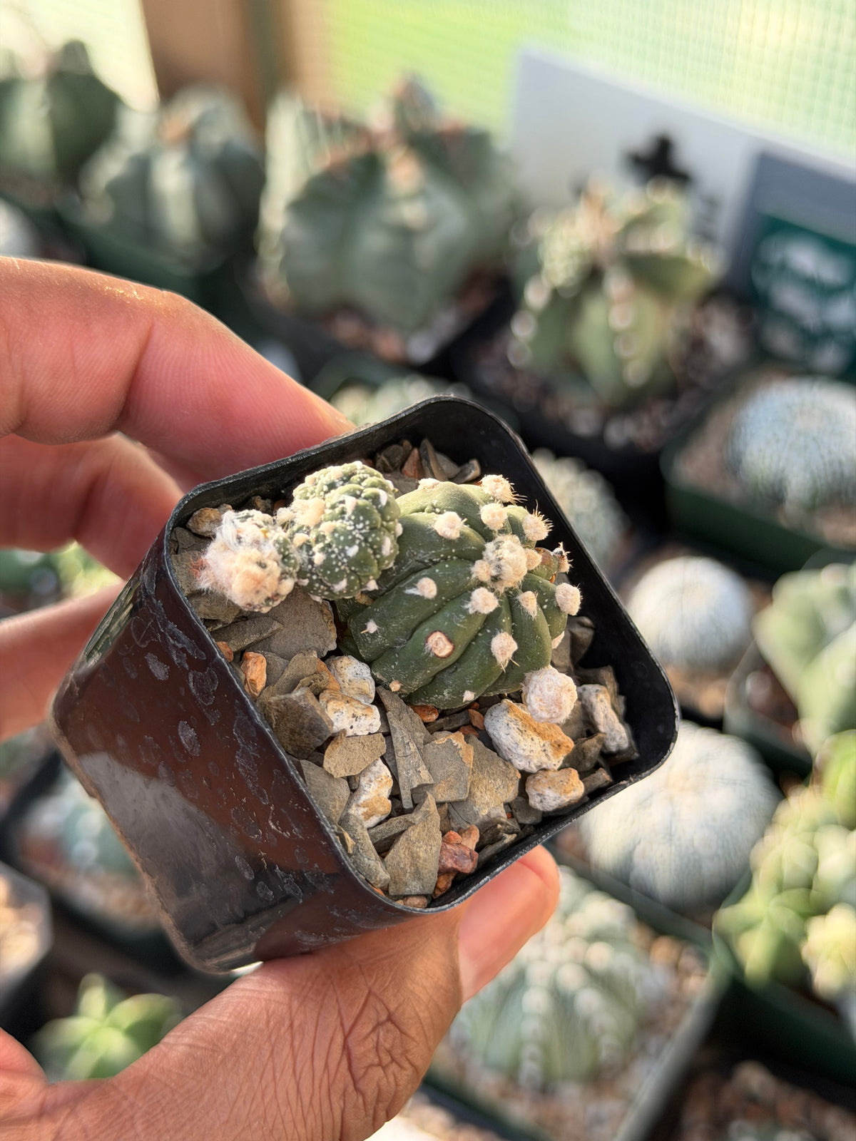 Astrophytum asterias Kikko Lizard Skin