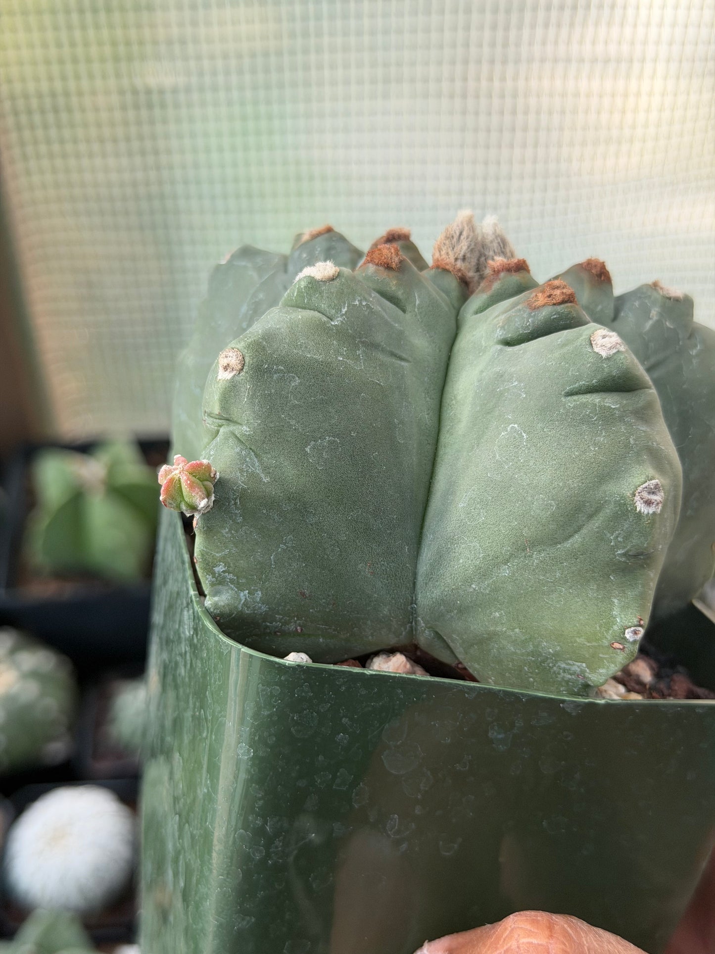 Astrophytum myriostigma Kikko