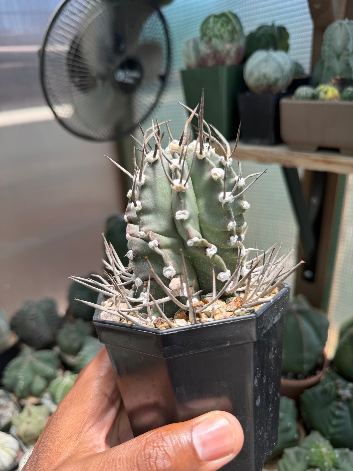 Astrophytum capricorne crassispinum