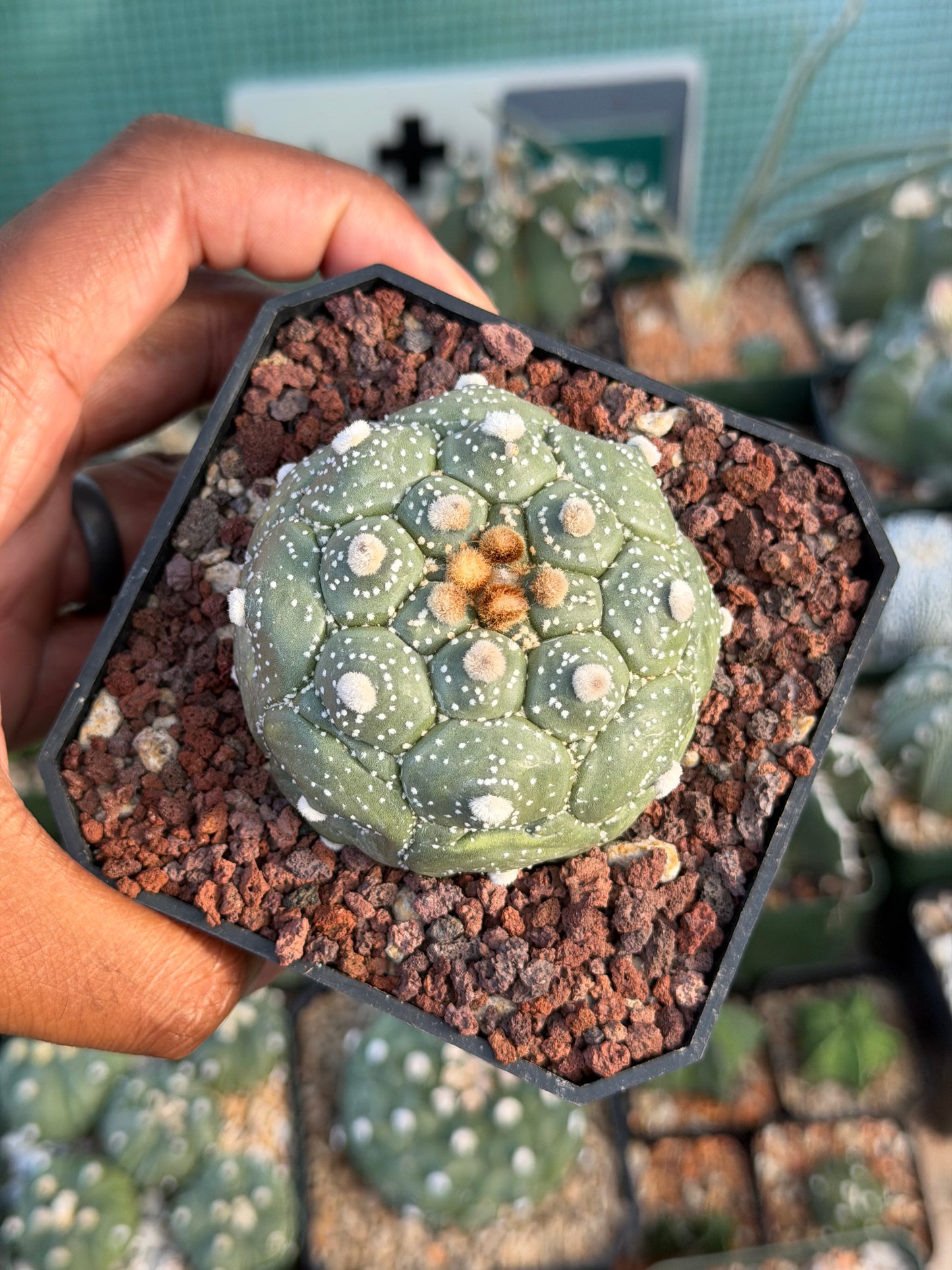 Astrophytum asterias Kikko