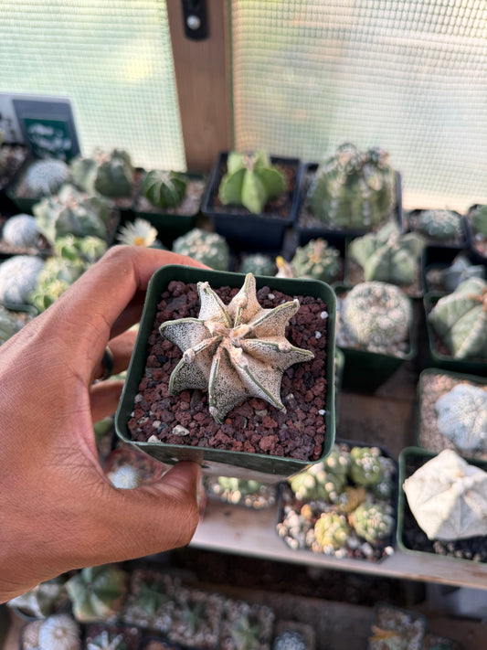 Astrophytum capricorne