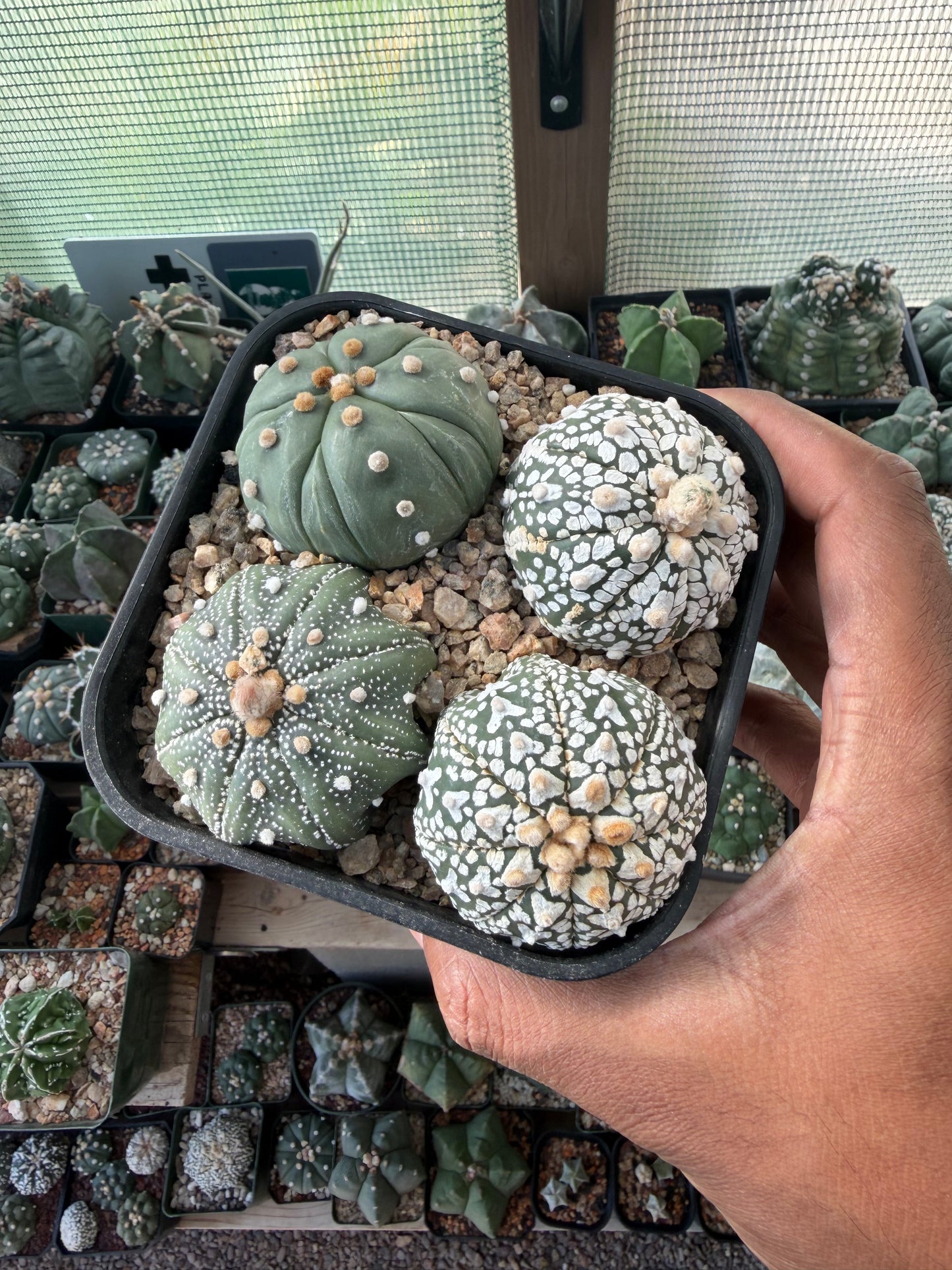Astrophytum asterias Bundle