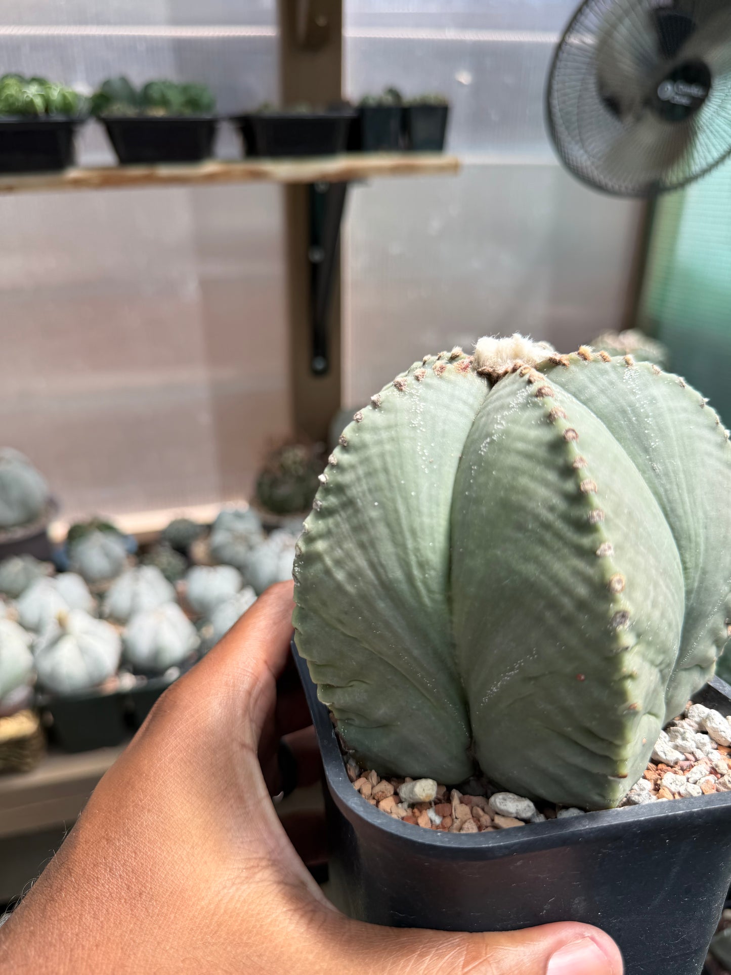 Astrophytum myriostigma strongylogonum