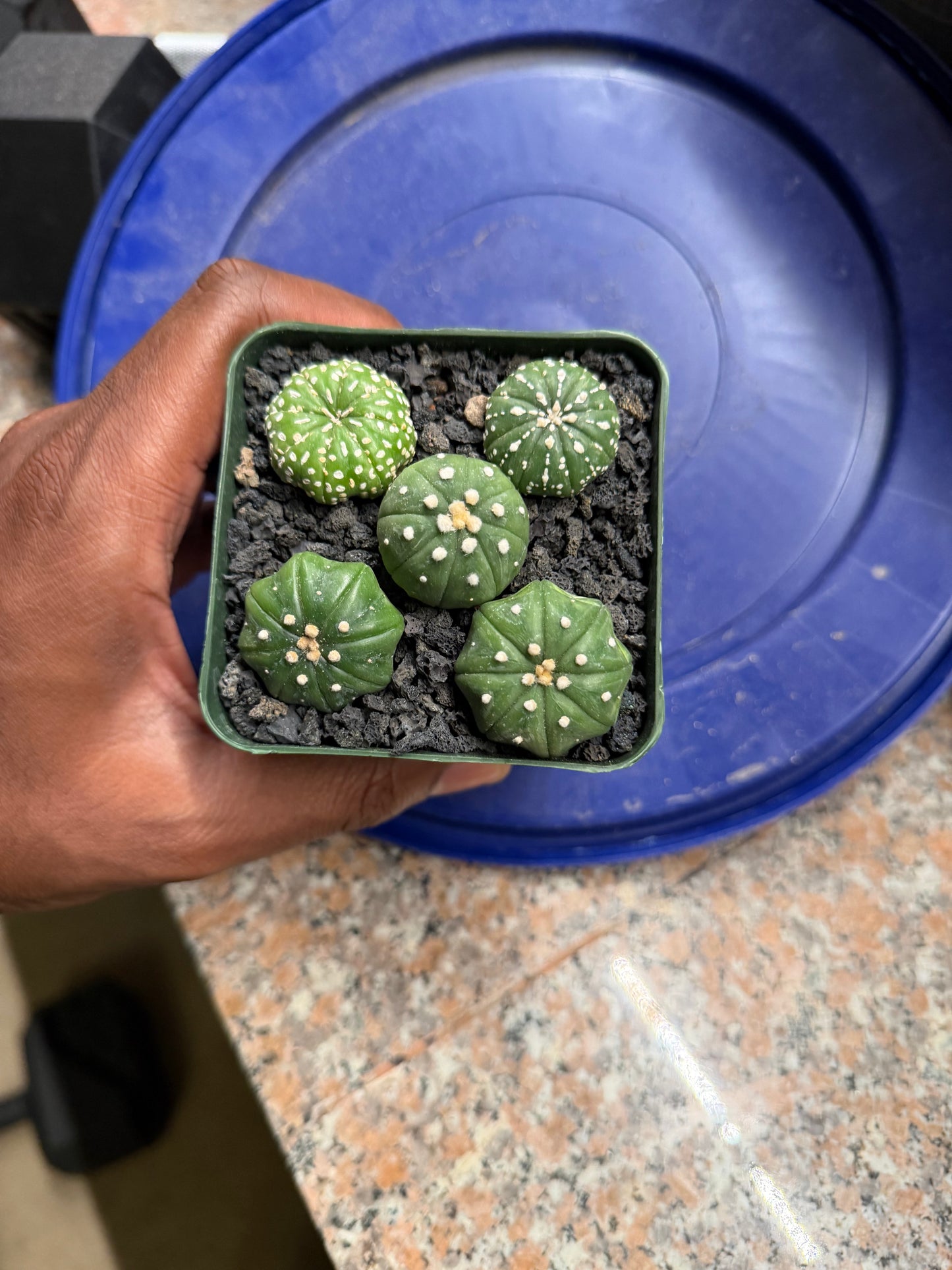 Astrophytum asterias Bundle