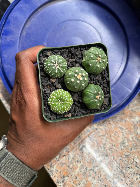 Astrophytum asterias Bundle