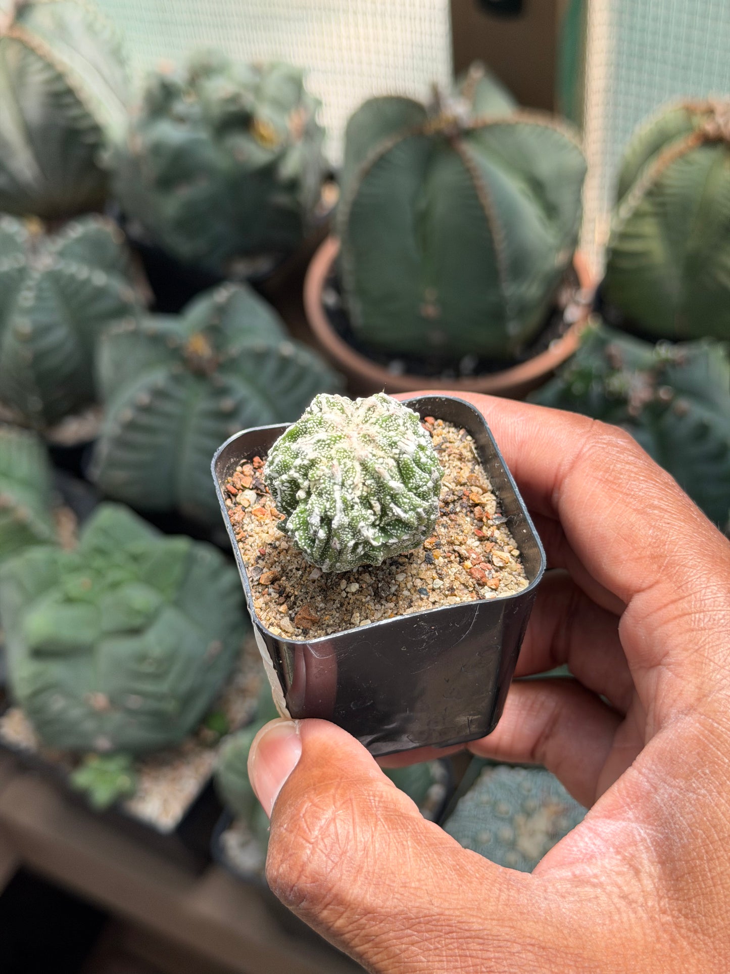 Astrophytum myriostigma Fukuryu Sansori