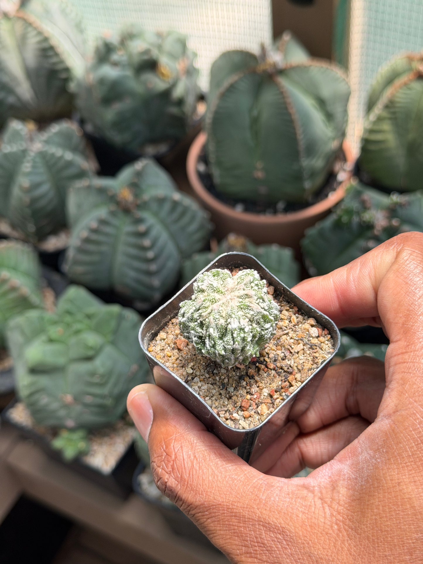 Astrophytum myriostigma Fukuryu Sansori