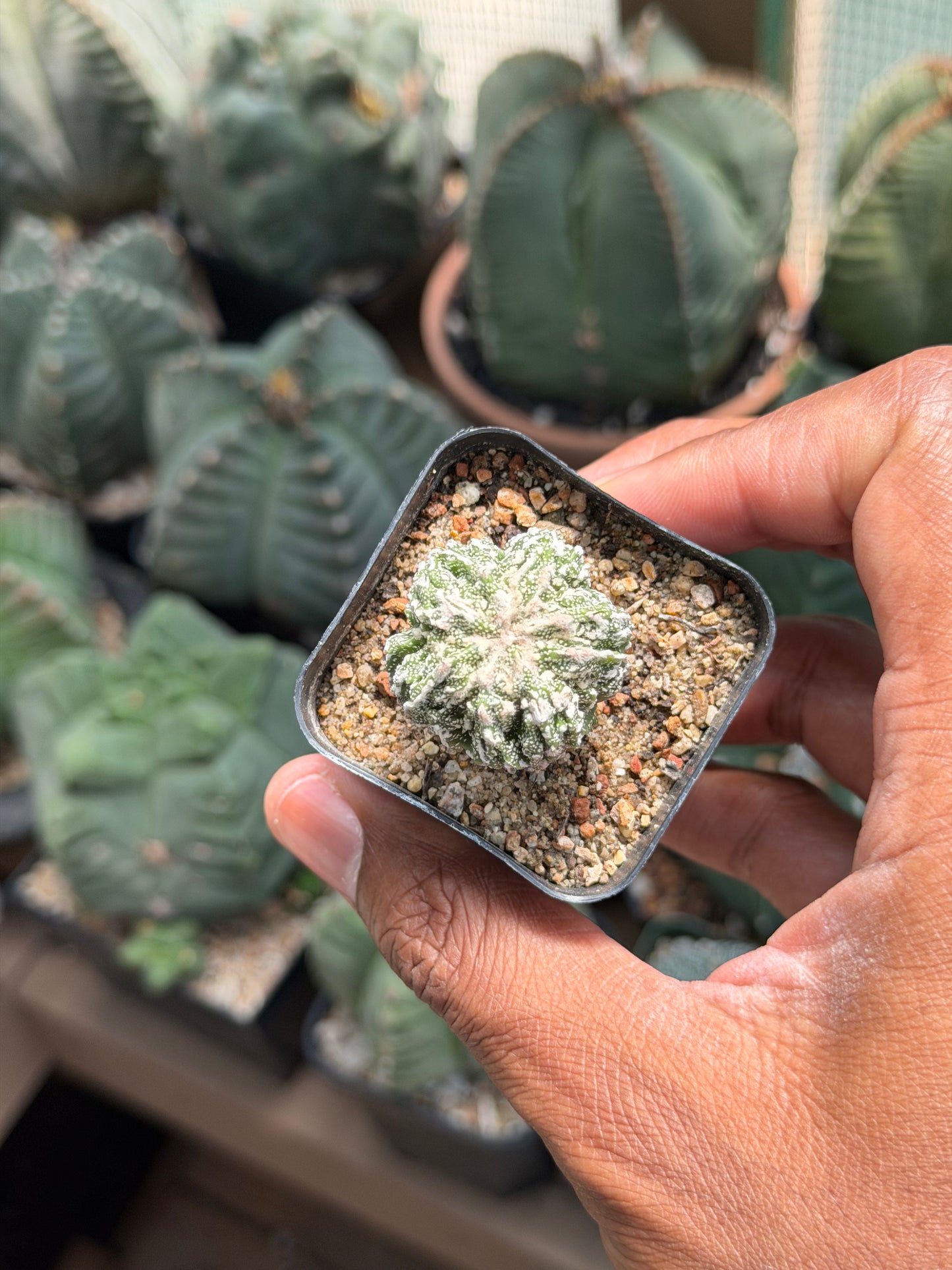 Astrophytum myriostigma Fukuryu Sansori