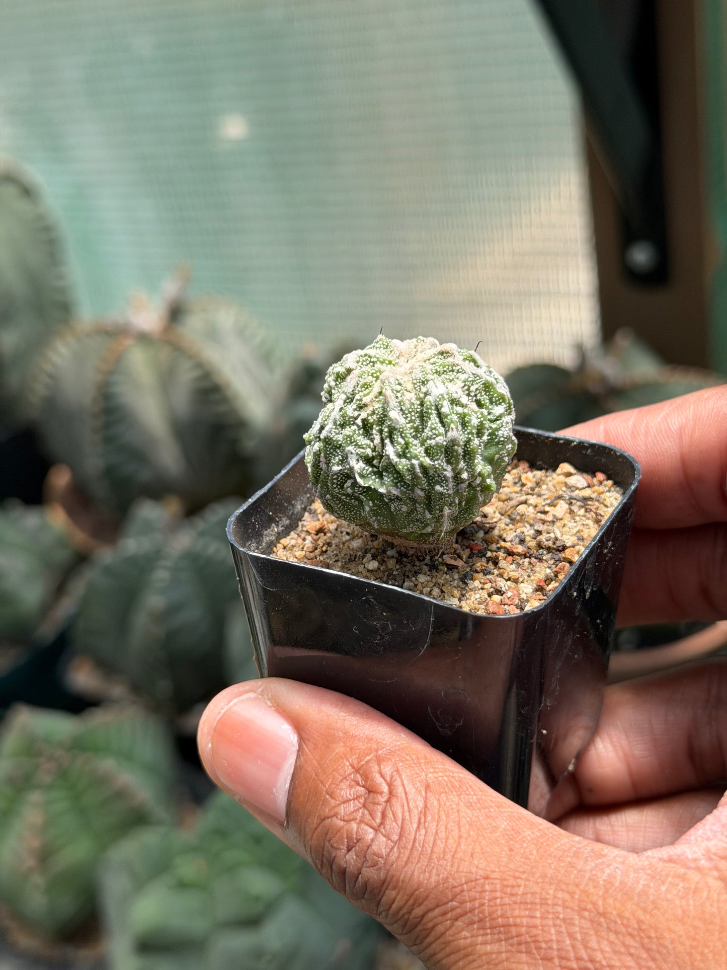 Astrophytum myriostigma Fukuryu Sansori