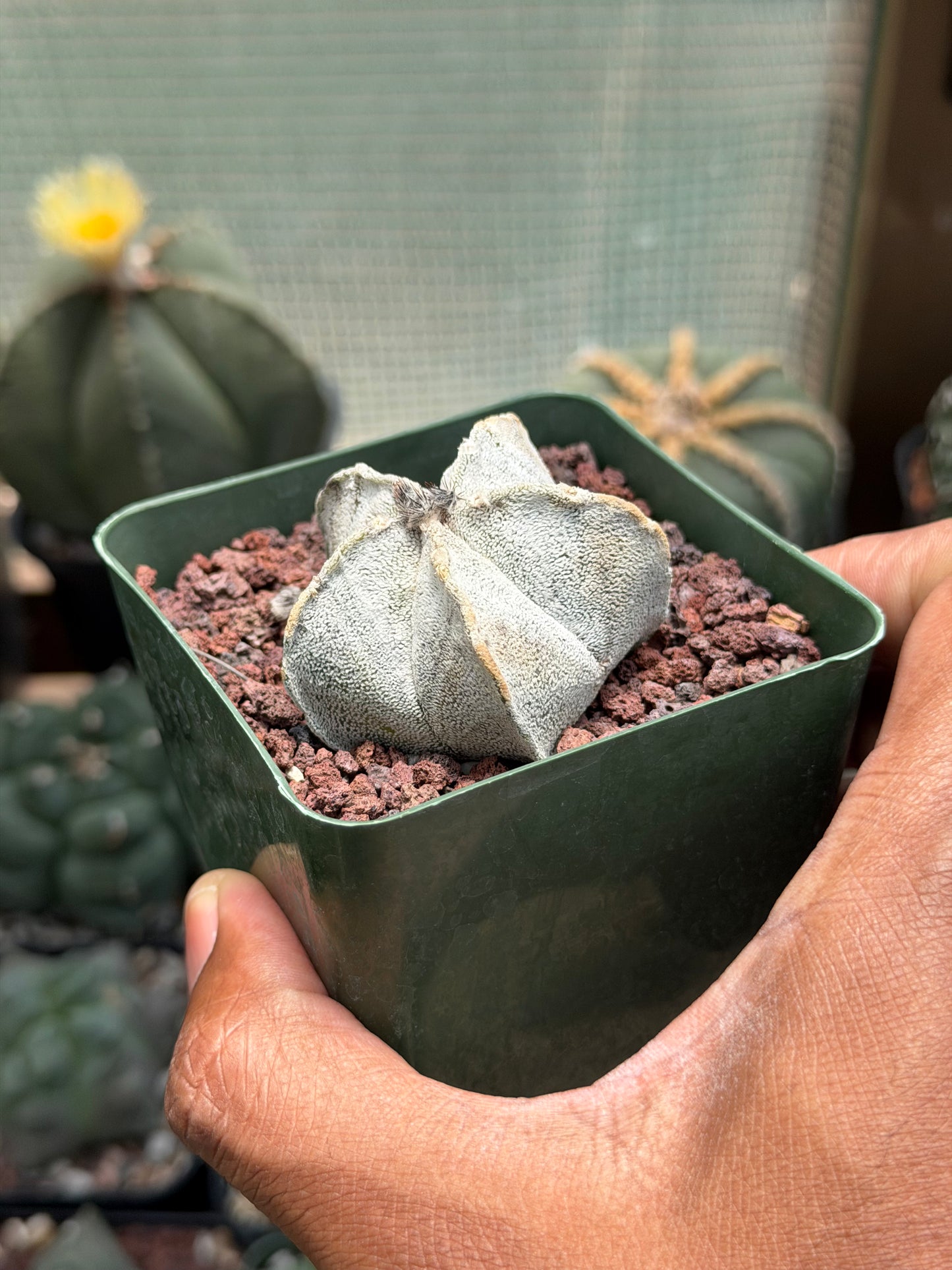 Astrophytum coahuilense