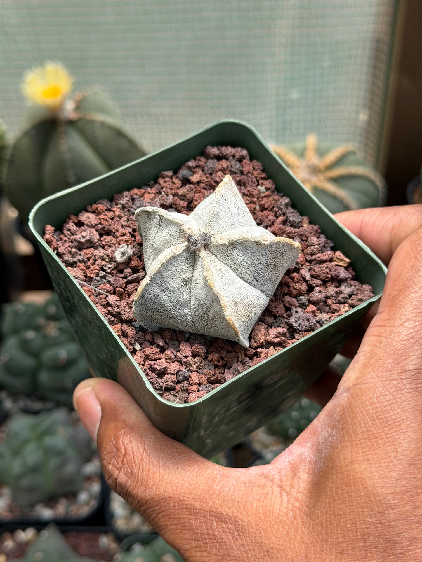 Astrophytum coahuilense