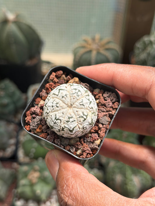 Astrophytum asterias Superkabuto Snow