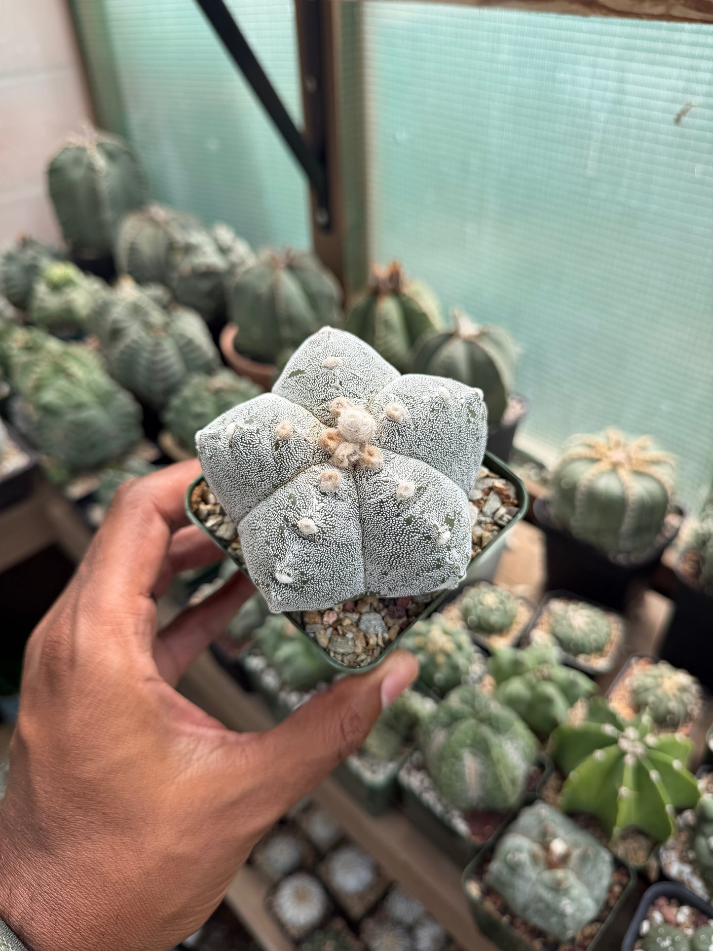 Astrophytum myriostigma Kikko