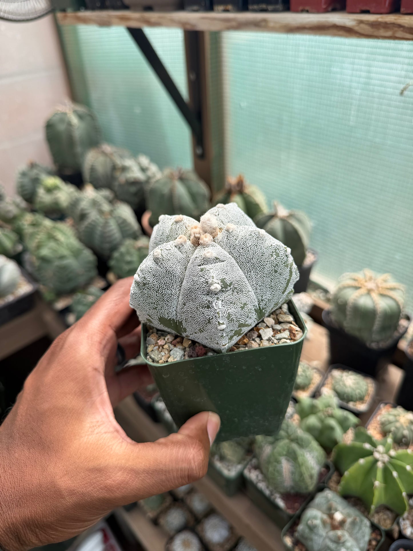 Astrophytum myriostigma Kikko
