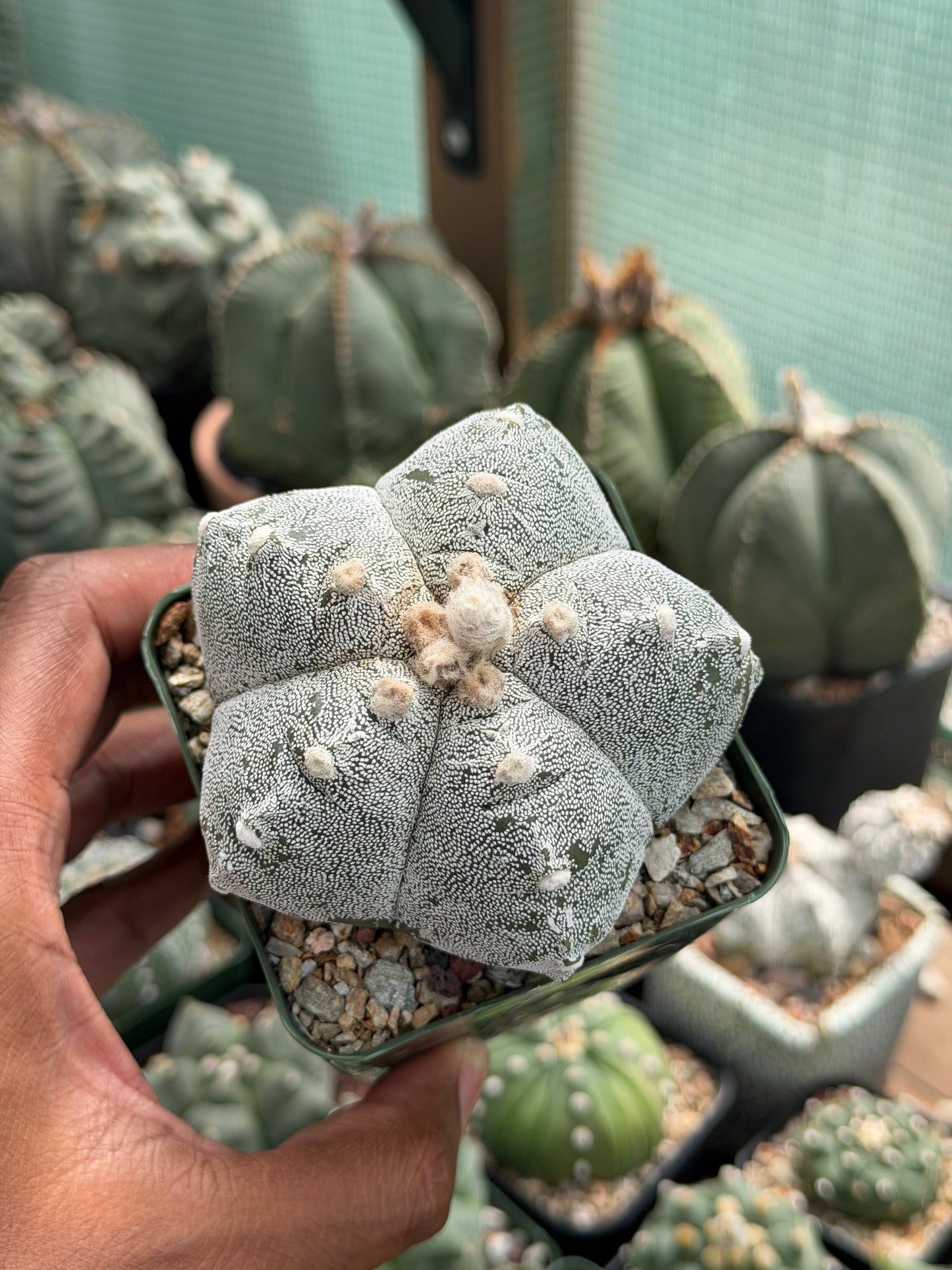 Astrophytum myriostigma Kikko
