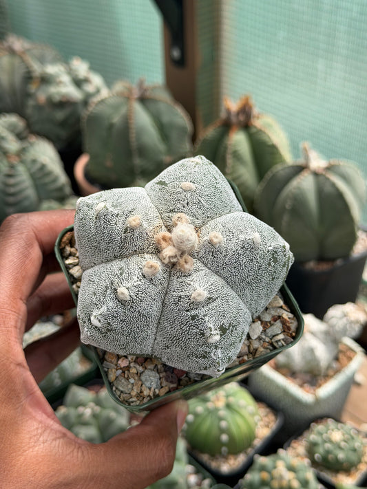 Astrophytum myriostigma Kikko