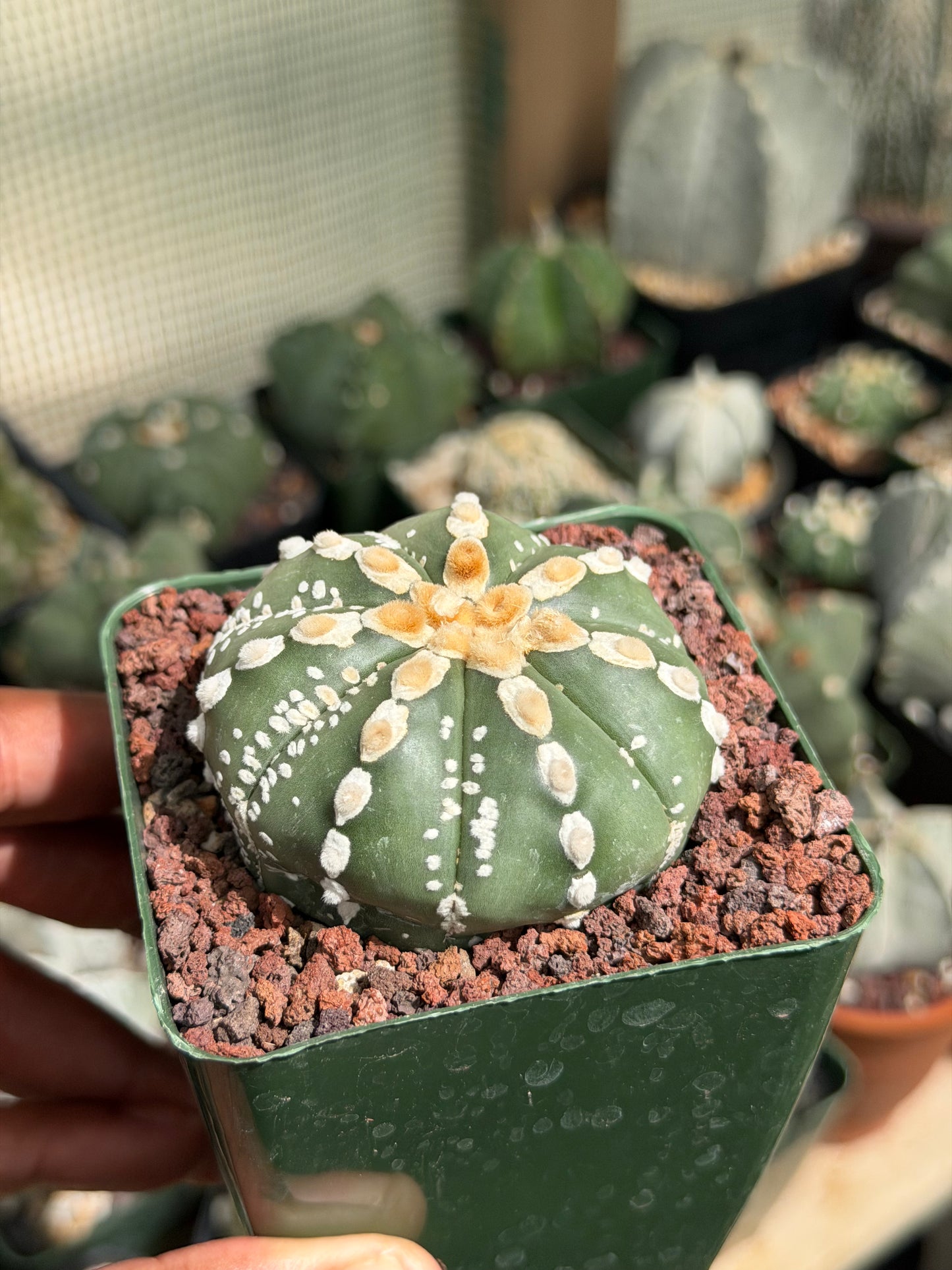 Astrophytum asterias Hakujo