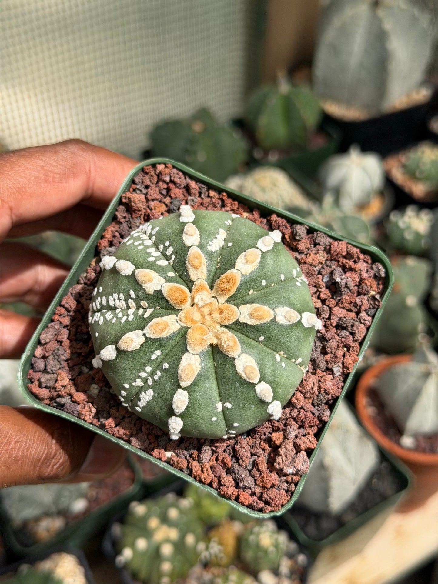 Astrophytum asterias Hakujo
