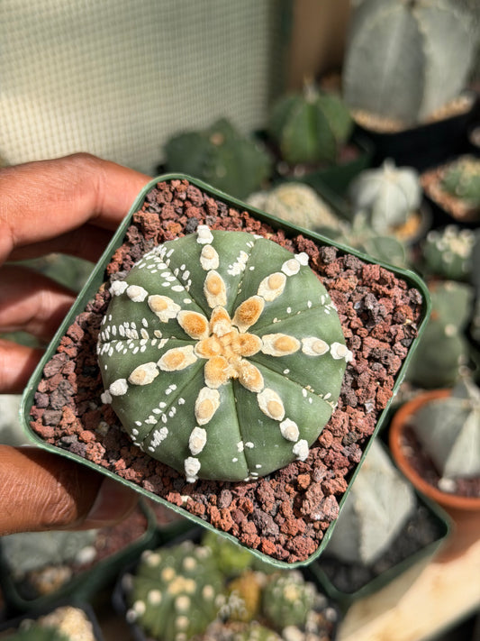 Astrophytum asterias Hakujo