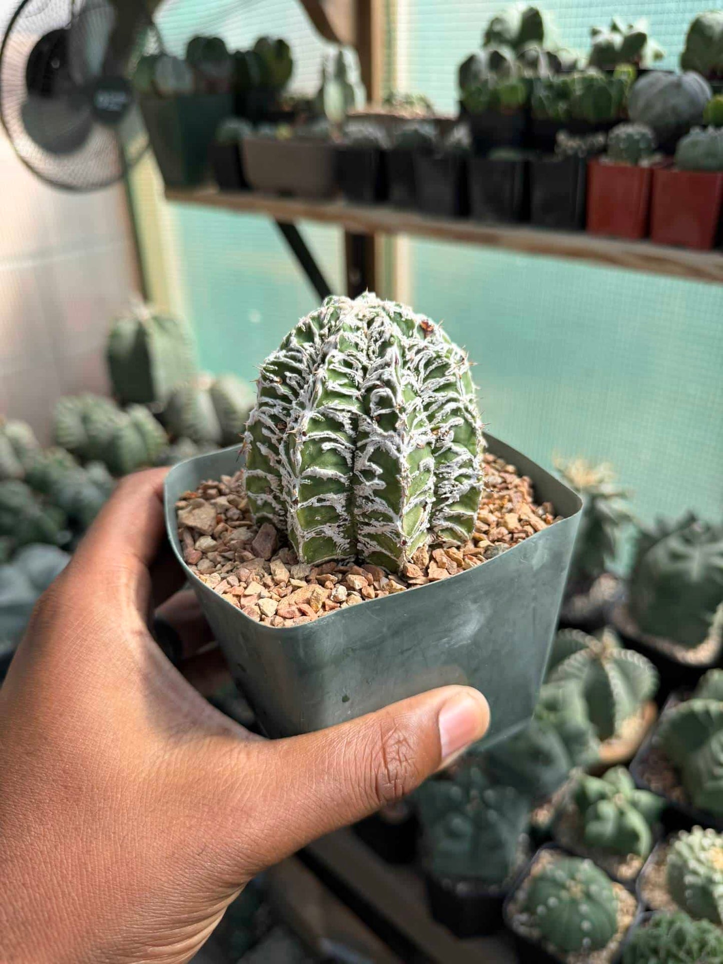 Astrophytum ornatum Fukuryu Hania